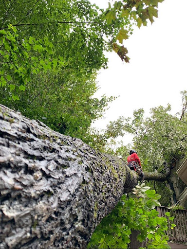 Storm-Damaged Hardwood Tree Safely Removed by J's Woodpecker Tree Service in Dallas, GA 1 Emergency Tree Service in Dallas