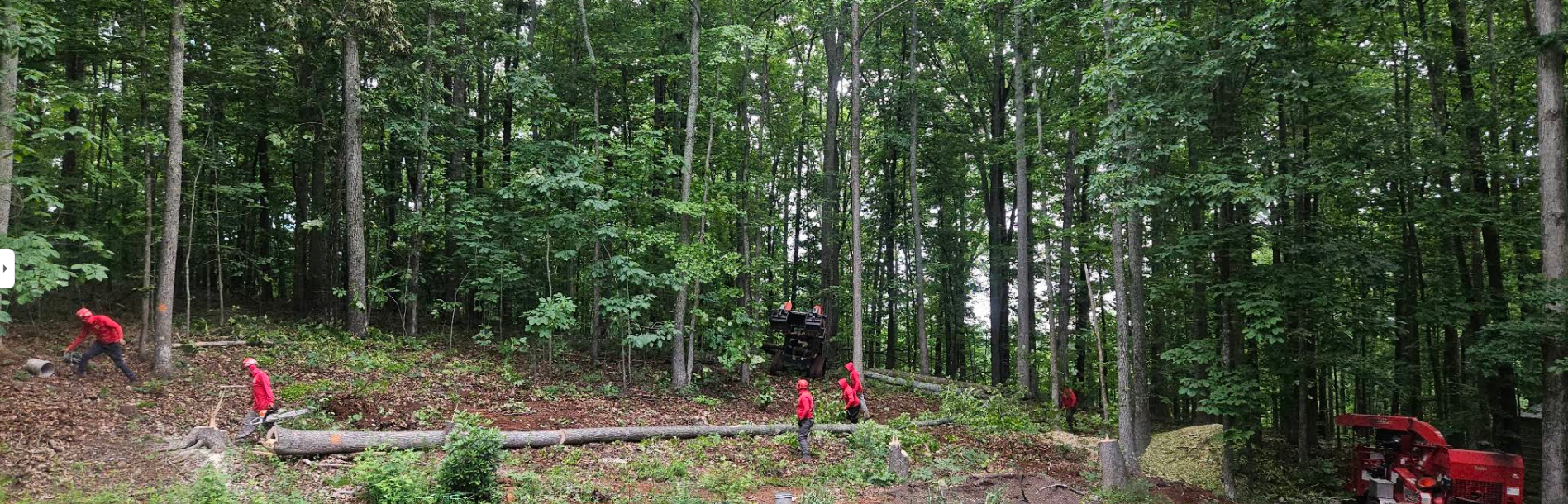 Js woodpecker team on action - J's Woodpecker Tree Service