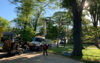 Case Studies 1 J’s Woodpecker Tree Service Provides Top-Notch Power Line Tree Trimming in Acworth, GA