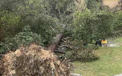 Case Studies 3 Safely Removing Fallen Trees: J’s Woodpecker Tree Service’s Expertise in Marietta, GA