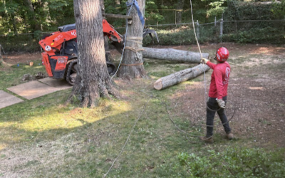 Case Studies 2 Ensuring Safety: J’s Woodpecker Tree Service’s Expert Tree Removal in Woodstock, GA