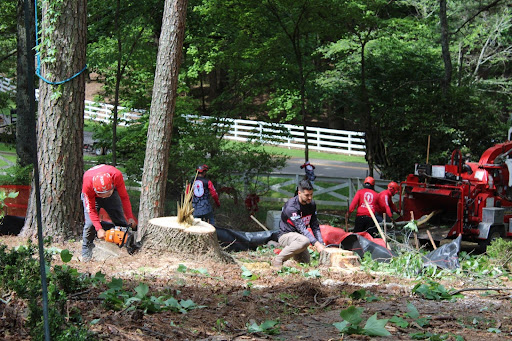 Tree Removal in Alpharetta