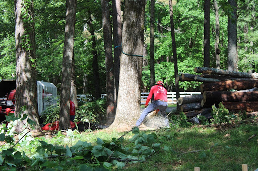 Tree Removal in Alpharetta