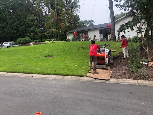 Tree Removal in Canton
