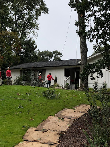 Tree Removal in Canton