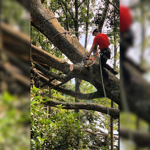 How J’s Woodpecker Tree Service Successfully Removed a Large Oak Tree for a Hiram, GA, Homeowner 1 Tree Removal in Hiram