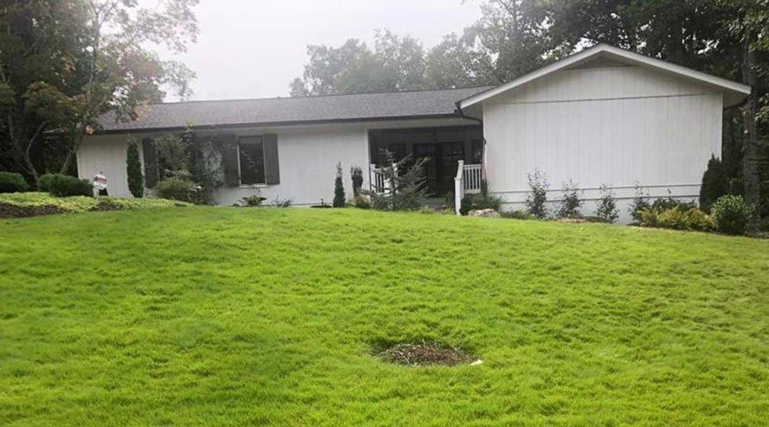 How Trees Increase Your Property Value