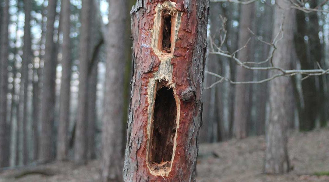 How To Tell if a Tree Is Rotten From the Inside in Roswell, GA