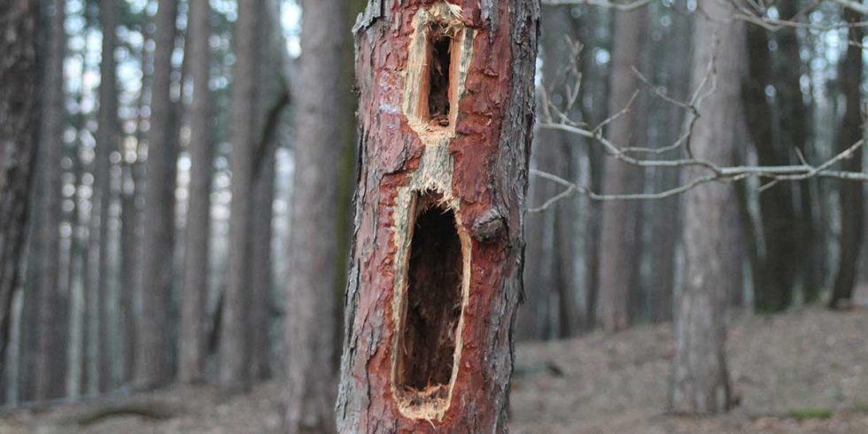 How to Tell If Tree Is Rotten Inside - What to Look For