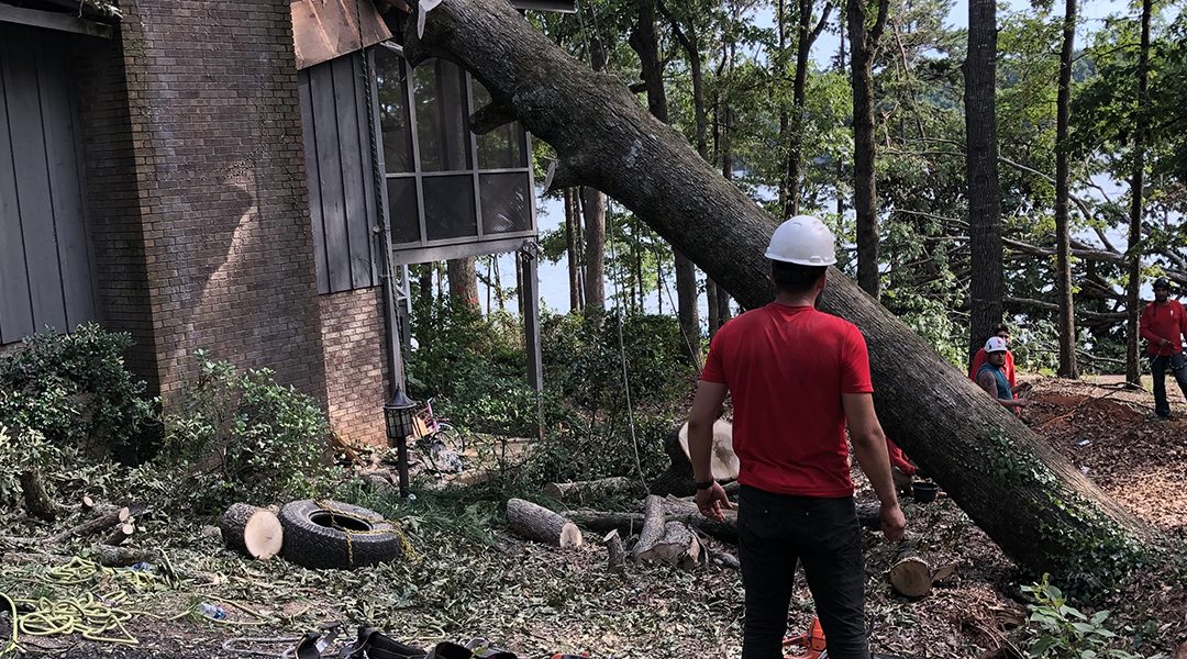 Three Signs You Need To Remove Your Tree in Alpharetta, GA