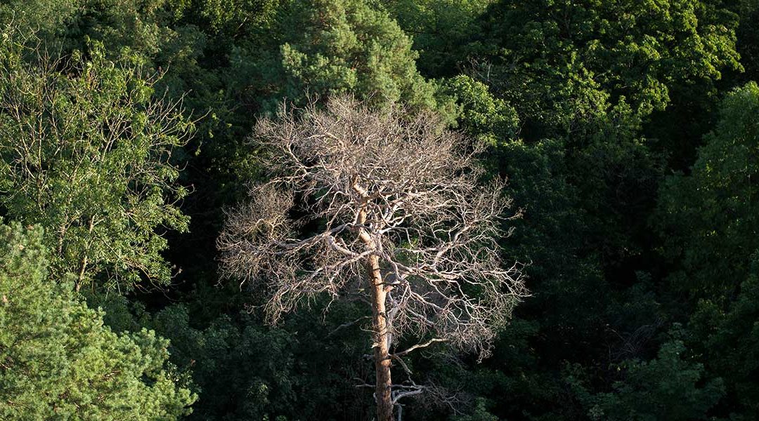 What To Do if Your Tree Is Dead on Top