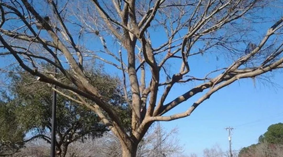Why Is Your Tree Not Growing Leaves in Woodstock, GA?