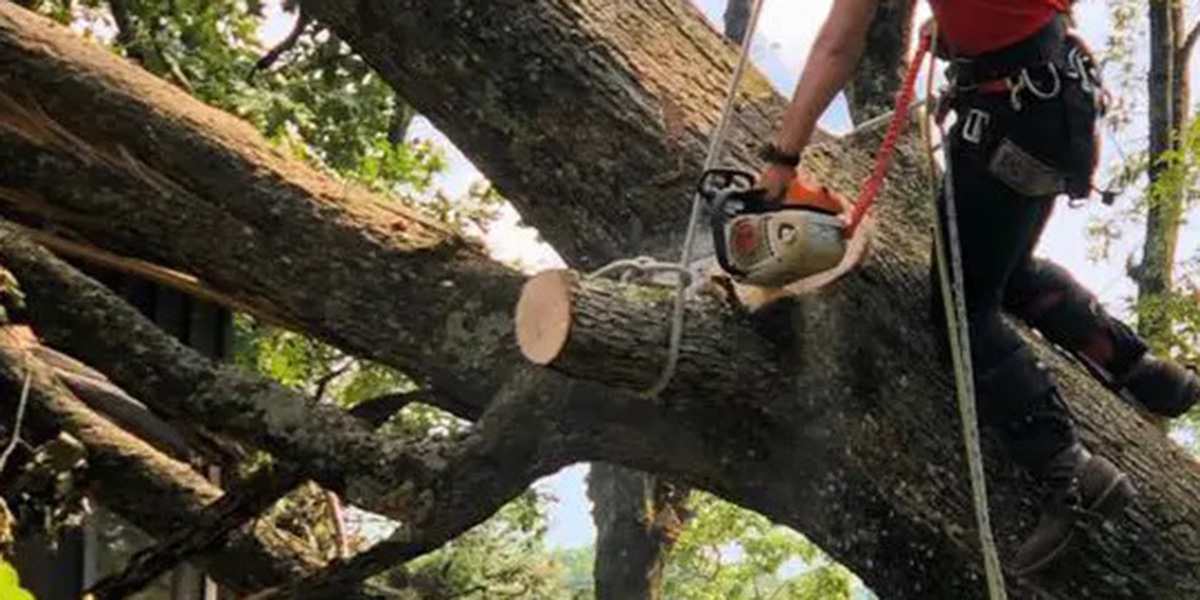 tree pruning vs trimming