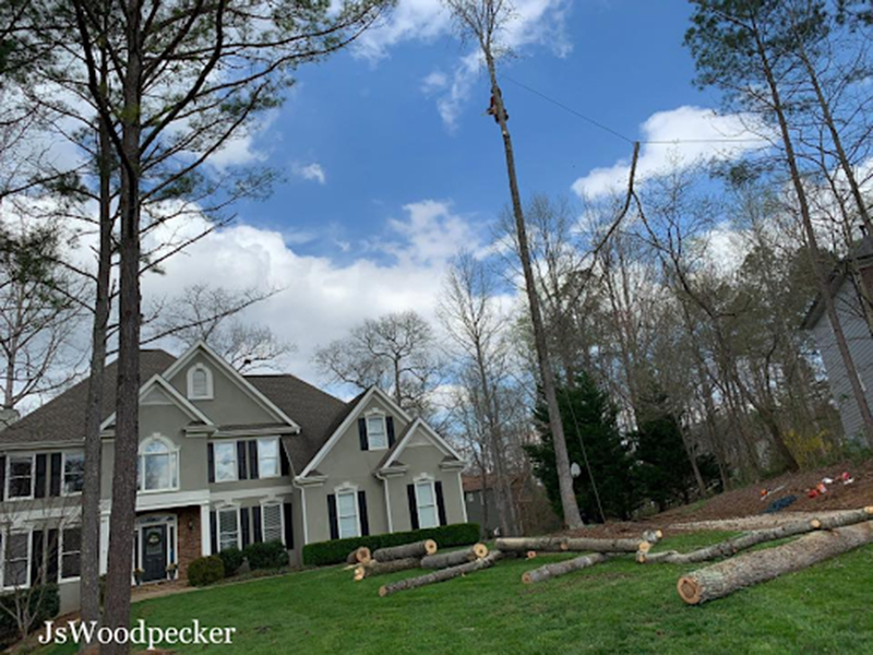 tree removal