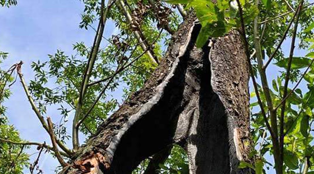 What Happens When a Tree Is Struck by Lightning?