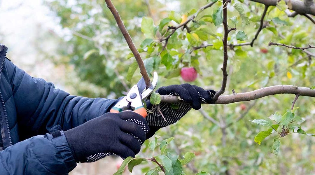 When To Prune Fruit Trees