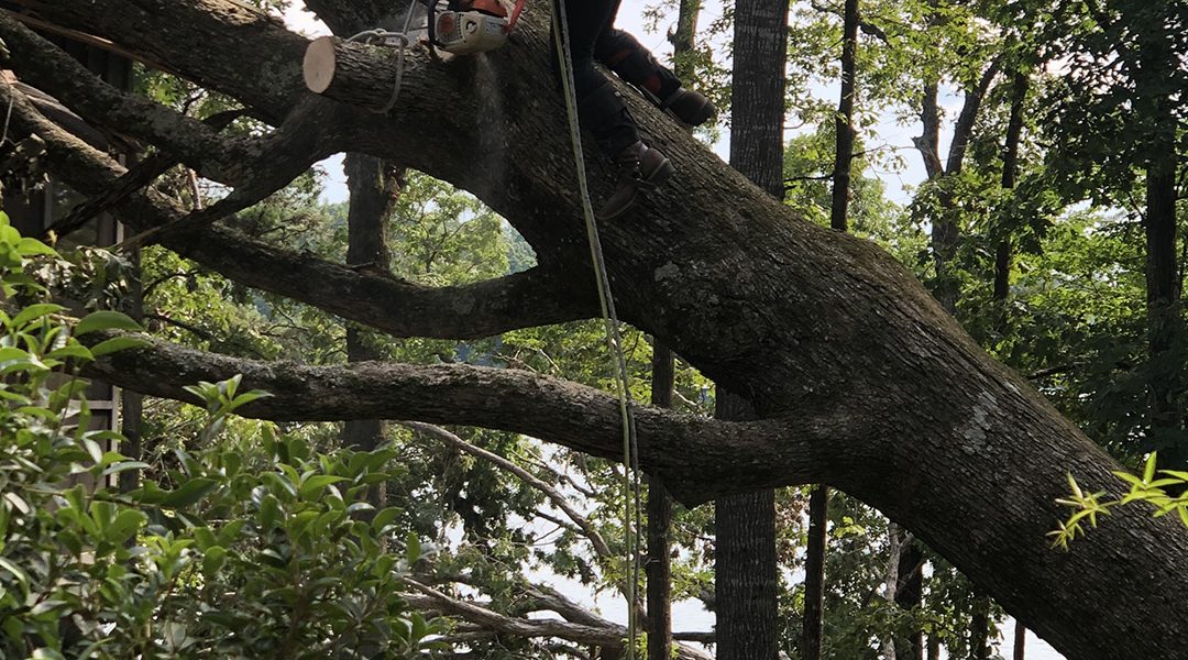Why Is Your Tree Leaning in White, GA?